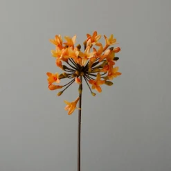 Botané Studios Agapanthus Flower Orange