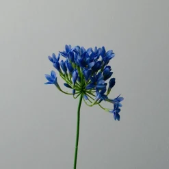 Botané Studios Agapanthus Flower Blue