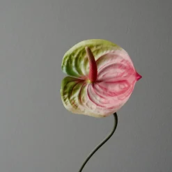 Botané Studios Anthurium Flower Pink