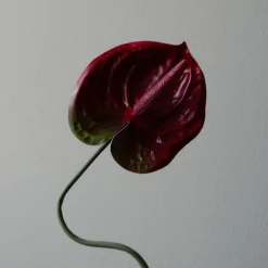 Botané Studios Anthurium Flower Dark Red