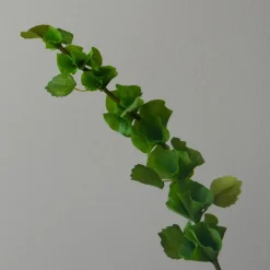 Botané Studios Bells Of Ireland Flower Green