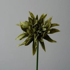 Botané Studios Cactus Dahlia Flower Green