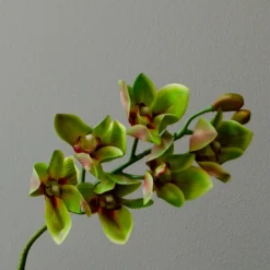 Botané Studios Cymbidium Orchid Flower Green