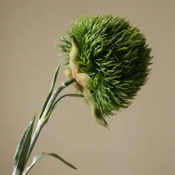Botané Studios Dianthus Barbatus "Green Ball" Dark Green