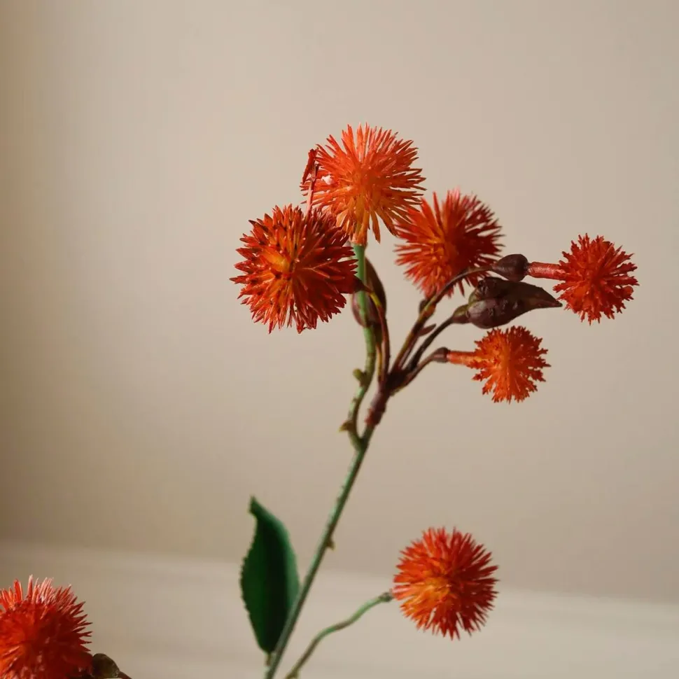 Botané Studios Echinops Ritro Thistle Ball Branch Dark Orange