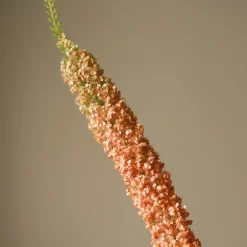 Botané Studios Eremurus Large Foxtail Lily Orange