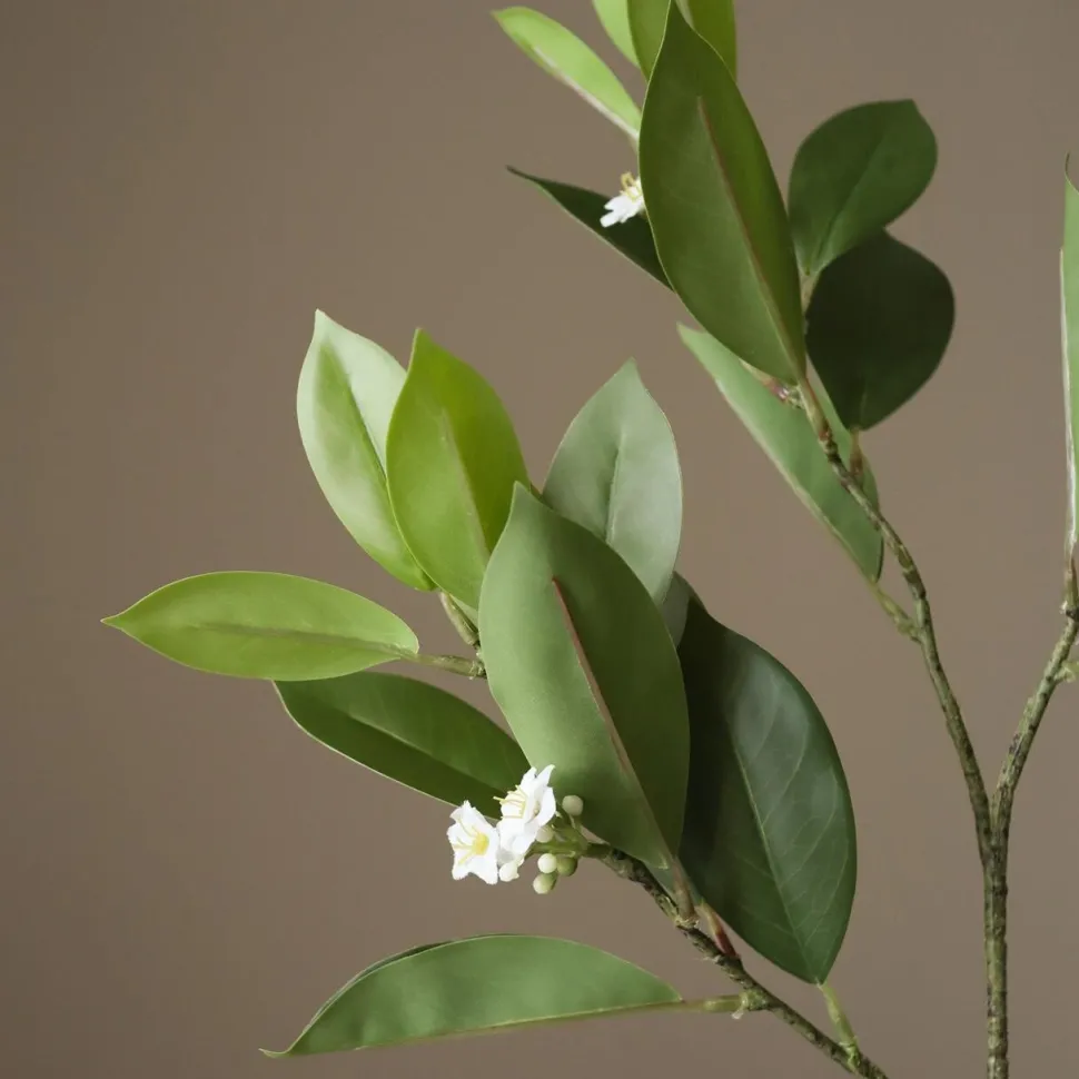 Botané Studios Jasmine Leave Green