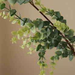 Botané Studios Parvifolia 'Gunni' Eucalyptus Leave Green