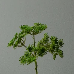 Botané Studios Queen Anne's Lace Flower Green