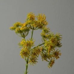 Botané Studios Queen Anne's Lace Flower Yellow
