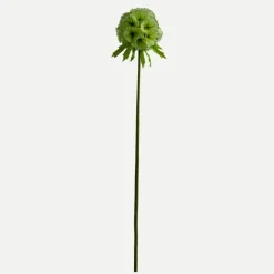Botané Studios Scabiosa Seed Pod Flower Light Green