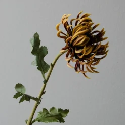 Botané Studios Semi-Cactus Dahlia Flower Brown