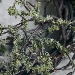 House Doctor Wreath Wild Moss Nature