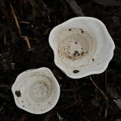 Studio Aarhus Svane Kop